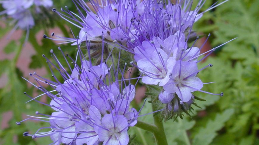 INFORMACIÓN ÚTIL SOBRE FACELIA-PHACELIA TANACETIFOLIA