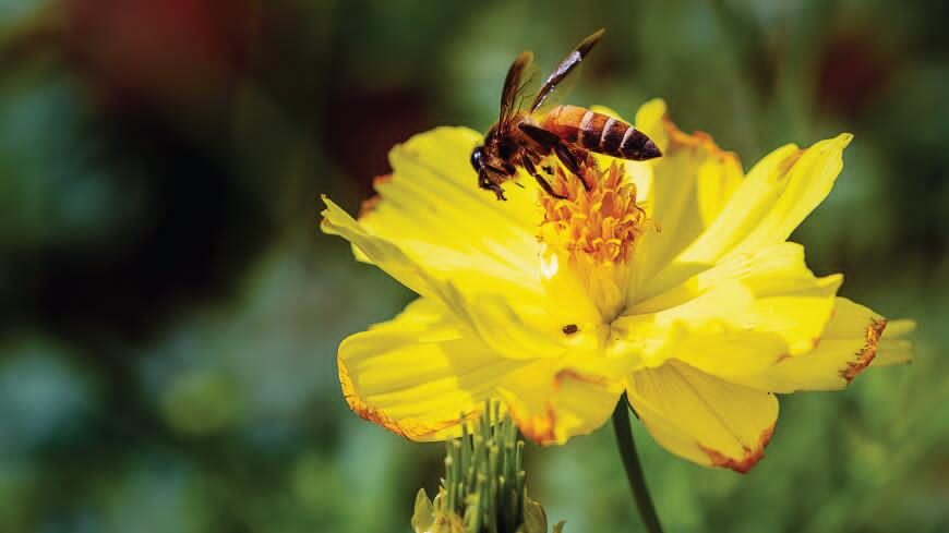 L’incidenza delle api sul nostro ecosistema