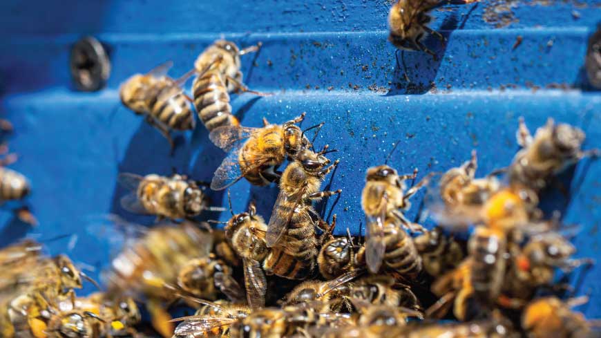 Bienen und Raubtiere: die Verteidigung des Bienenstocks