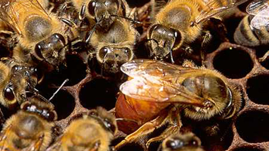 ABEJAS REINA LIGUSTIC: CARACTERÍSTICAS