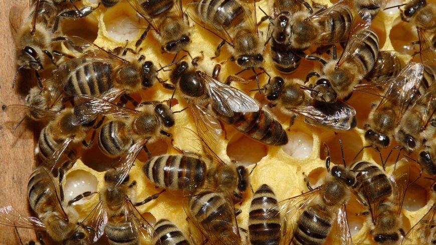 Api regine e api operaie: il ruolo nella vita sociale dell'alveare