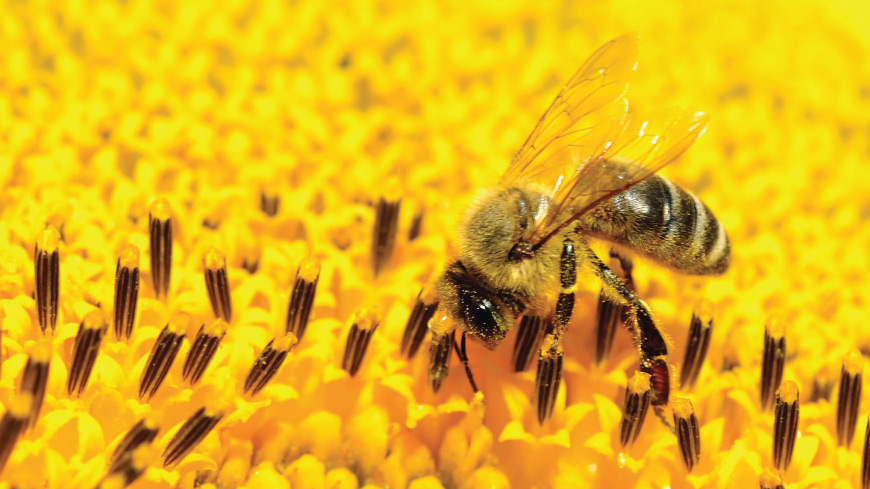 Le api sentinelle del nostro ambiente