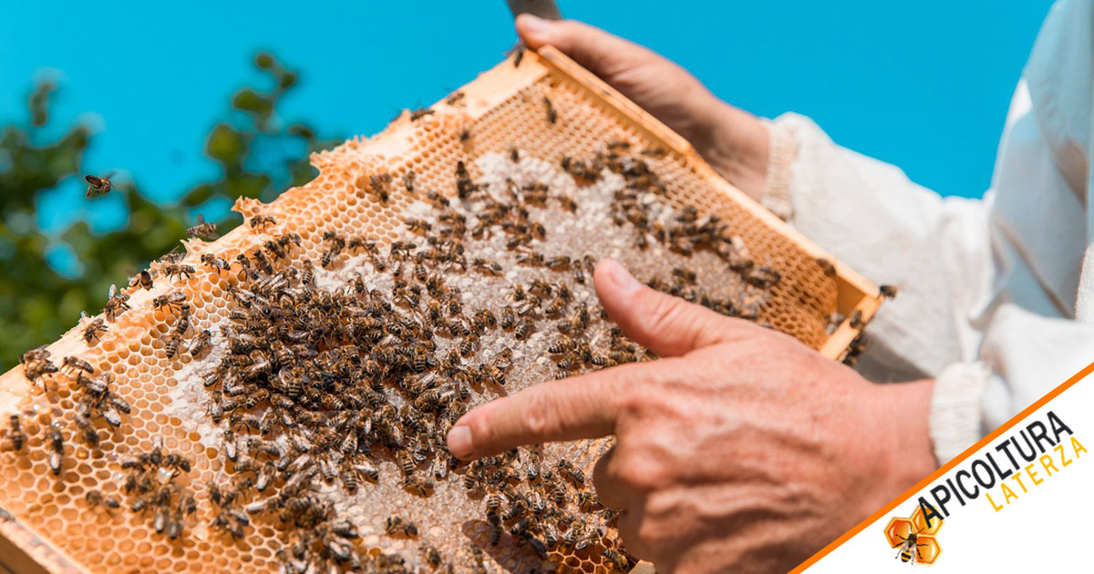 Le buone pratiche nell' allevamento delle api per l'apicoltore