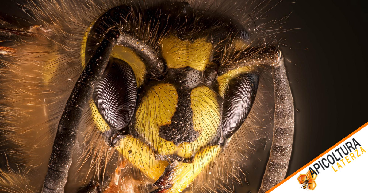 Die Ligustica-Biene  Eigenschaften, Stärken und Schwächen