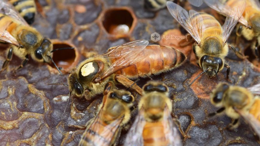 ABEJAS REINA BUCKFAST: VIDA