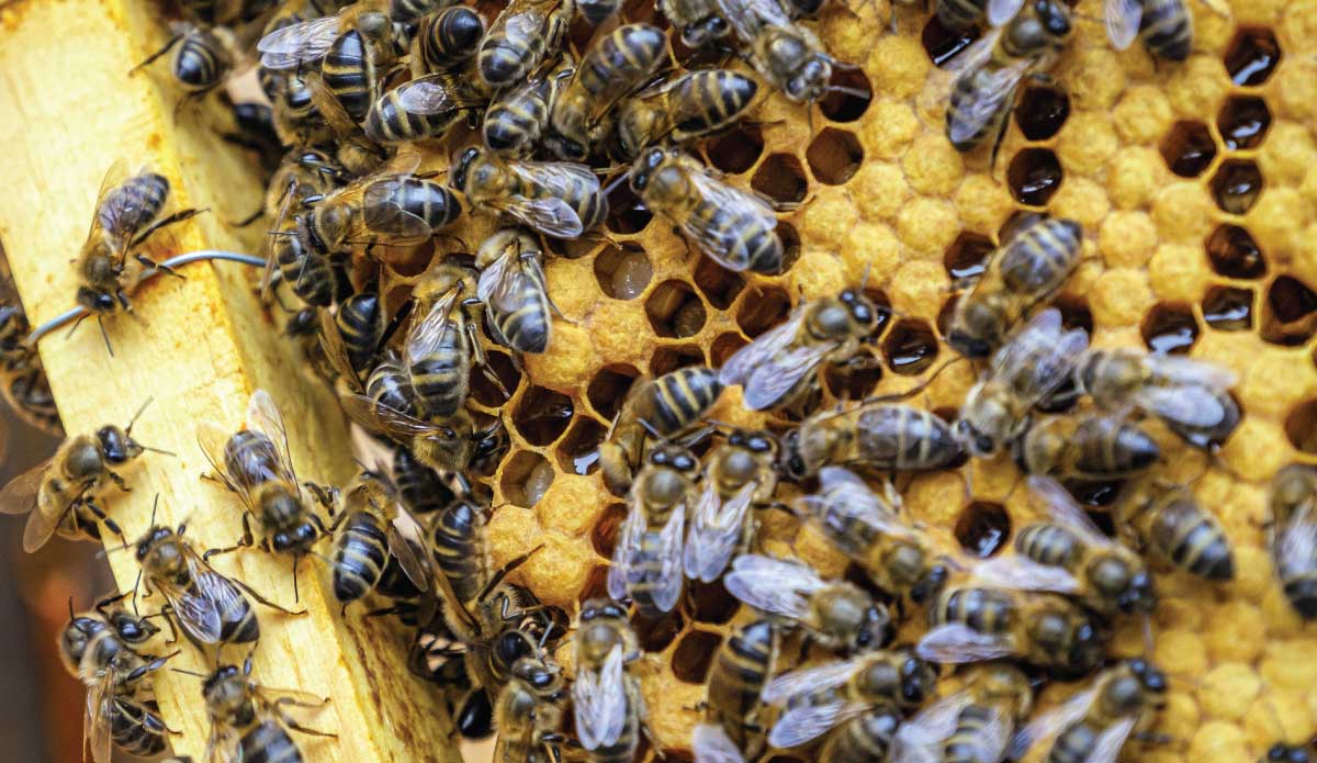 Los Pedazos De Cera De Abejas Natural Y Un Pedazo De Célula De