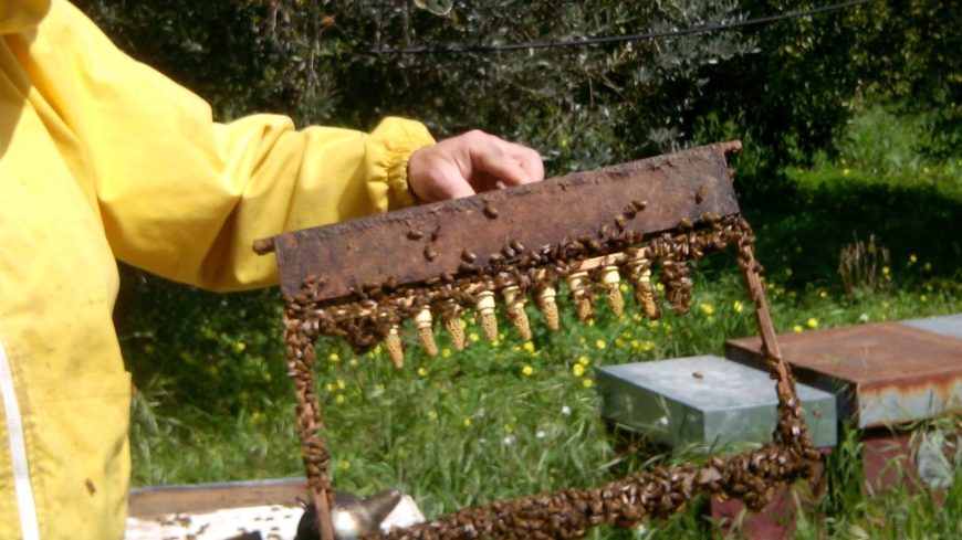 CÓMO EMPEZAR A CRIAR ABEJAS: INICIAR UNA GRANJA DE ABEJAS