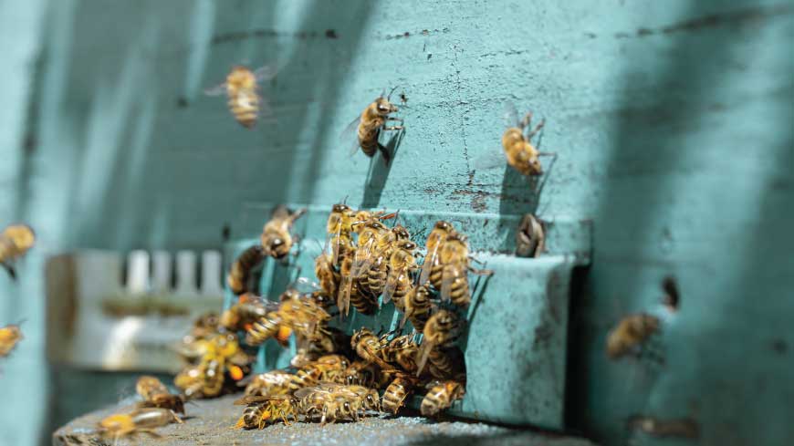 Come comunicano le api