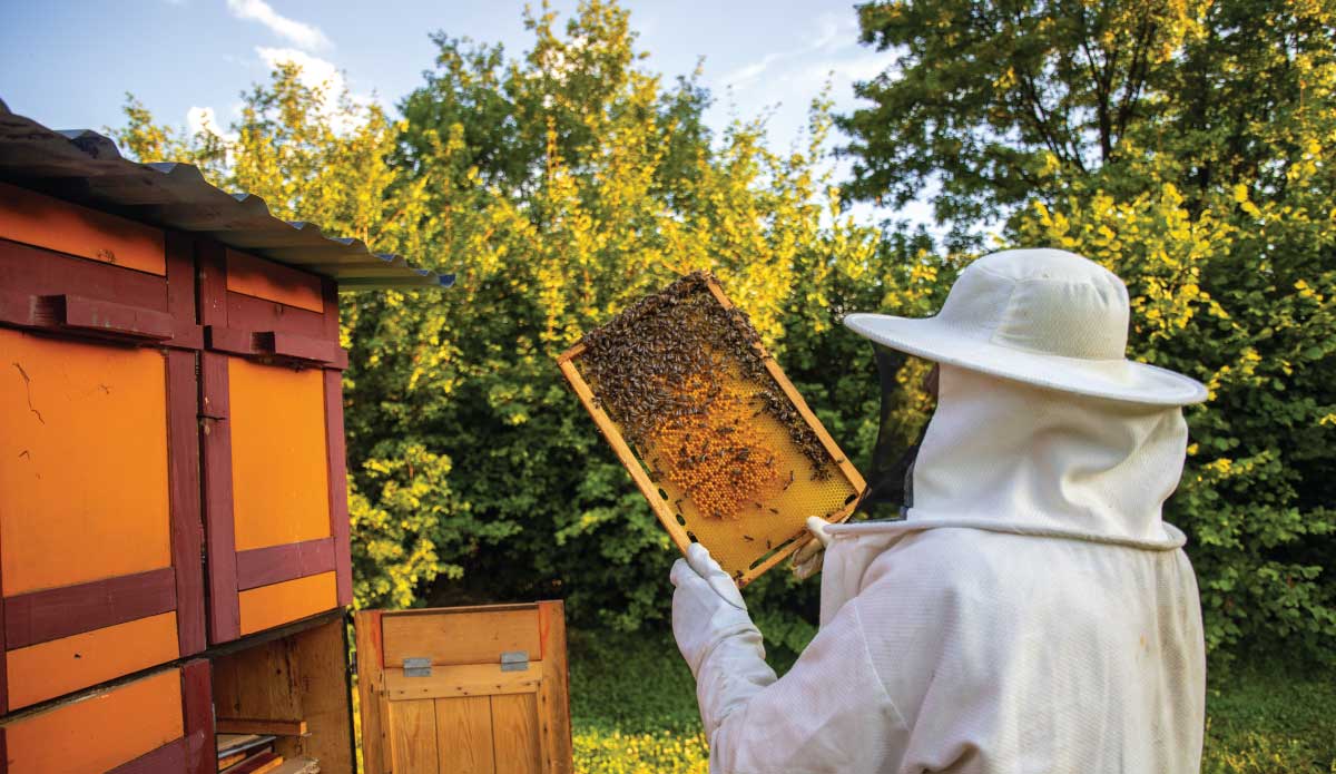la sciamatura in apicoltura