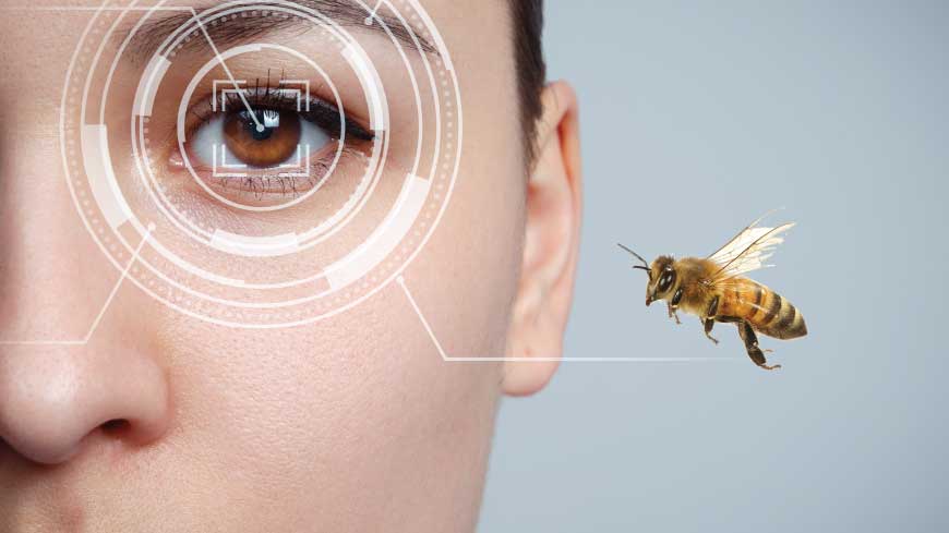 Sind Bienen intelligente Wesen?