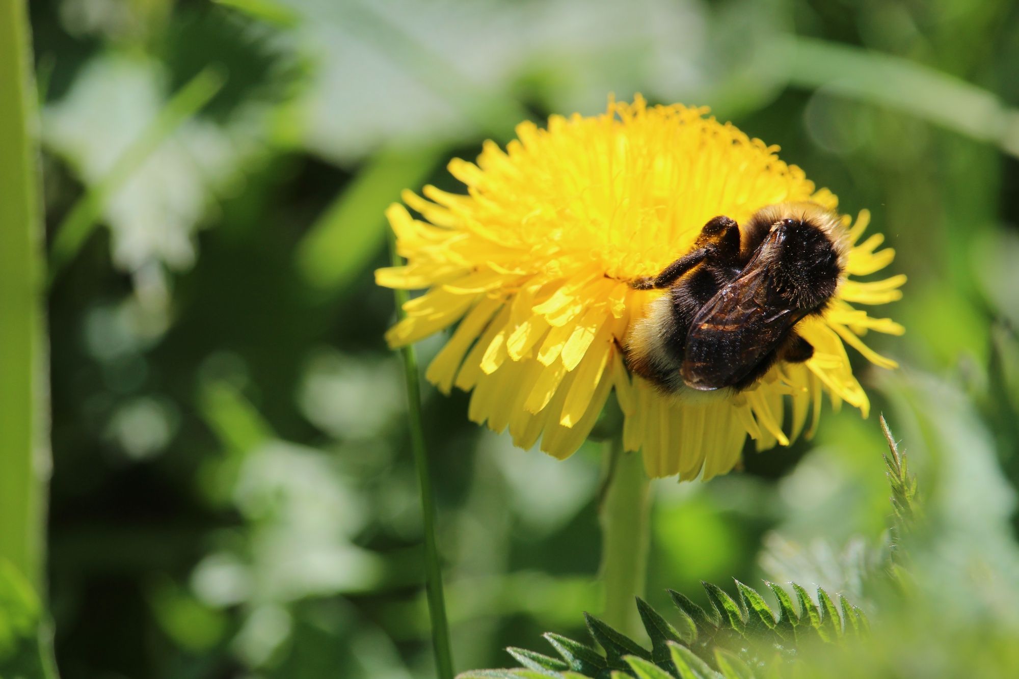 Ligustische Bienenköniginnen: Ursprünge und Ratschläge
