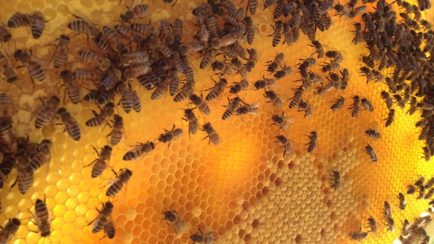 EL LENGUAJE DE LAS ABEJAS