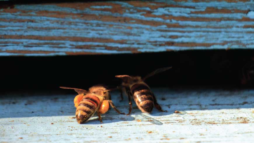 il linguaggio segreto delle api