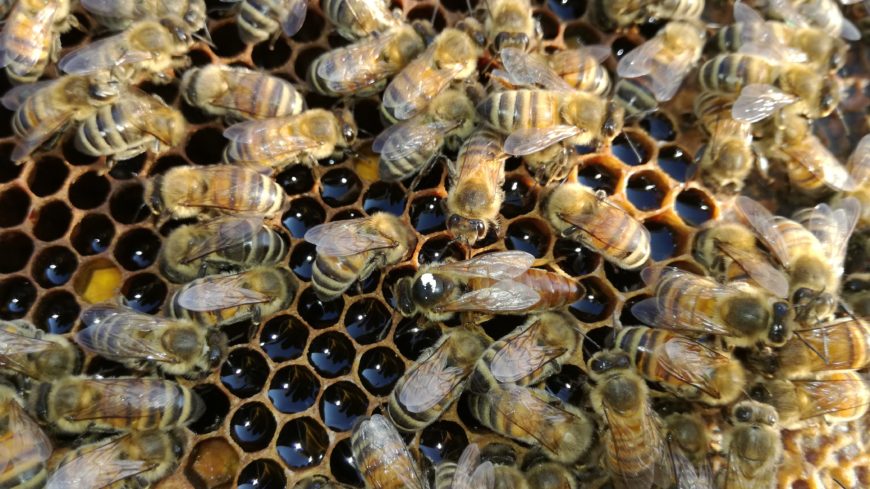 BIENEN UND KRANKHEITEN: BIENEN UND BROATA PARASITEN