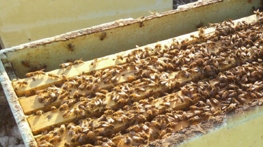 Cosa sono i nuclei di api?