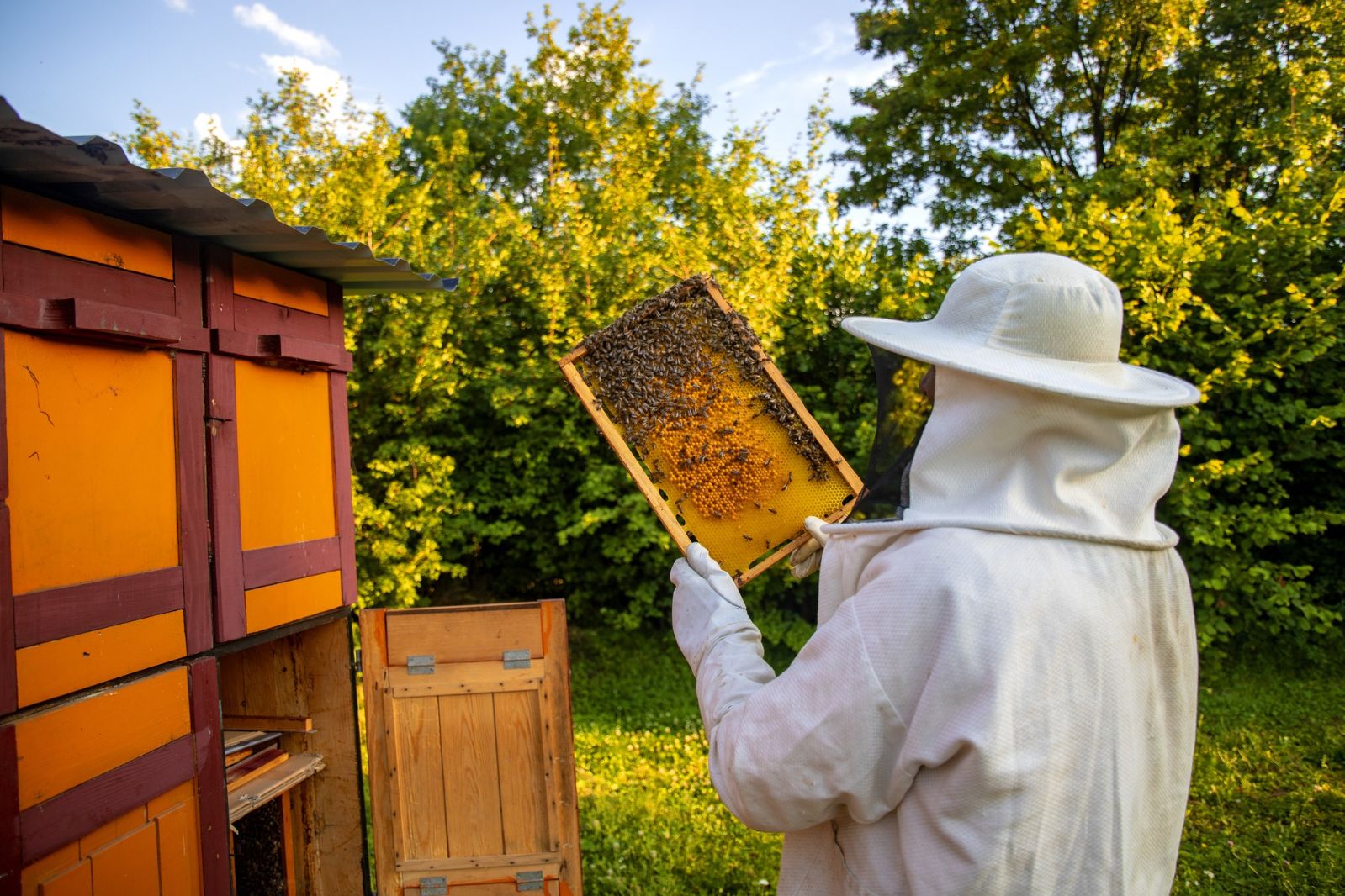 Bienenvölker für Imkerei