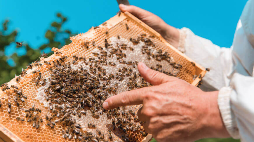 Bites karaliene: kā atpazīt stropa valdnieku