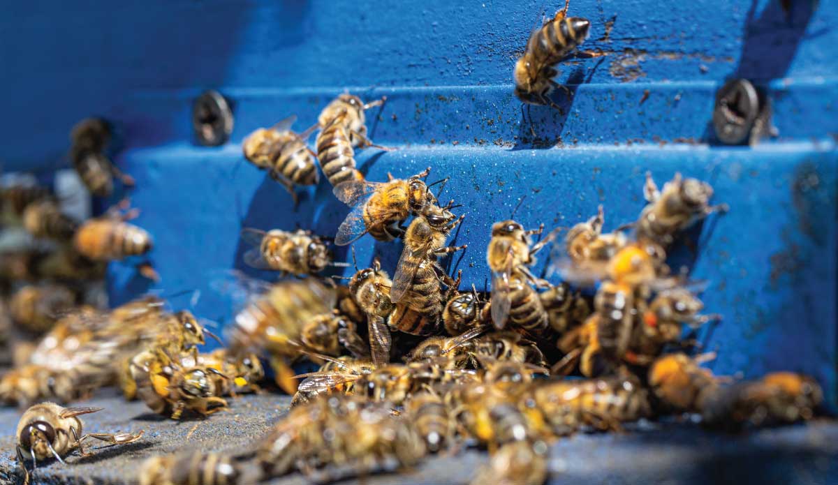 Mehiläisten huminaa