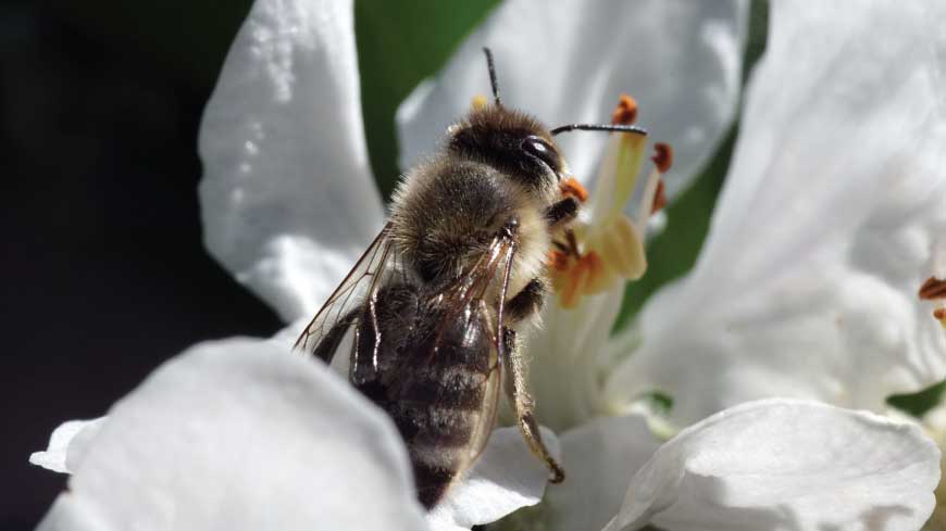 Die Geschichte der Bienen