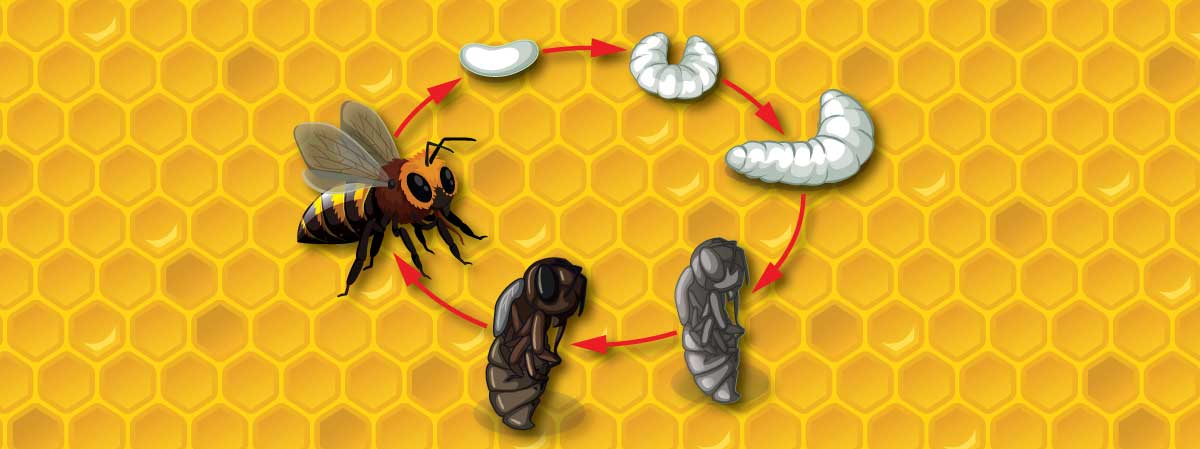 ciclo di sviluppo di un’ape 