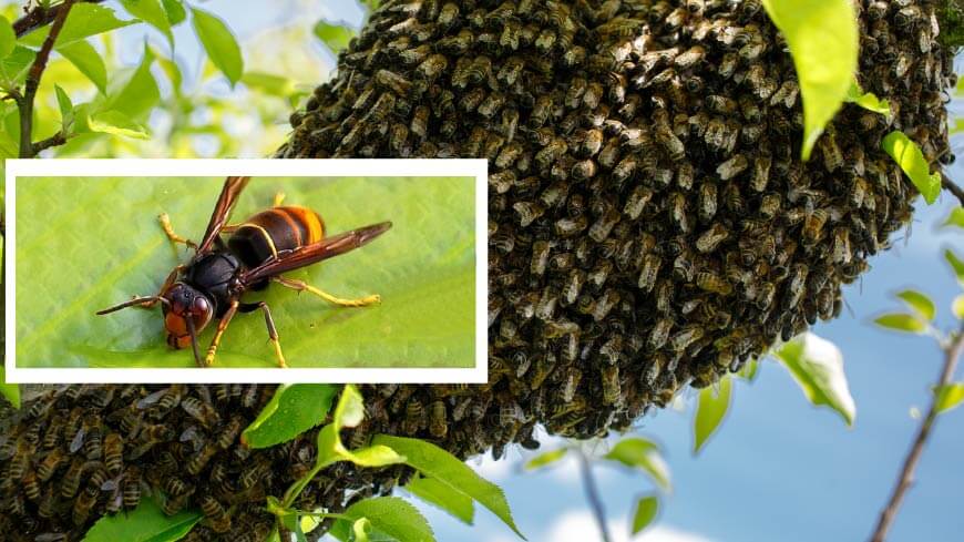 Vespa velutina un bites