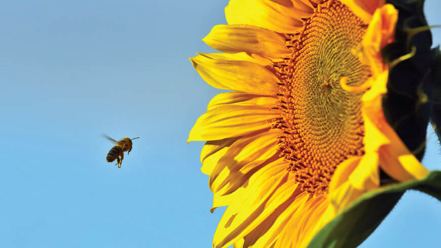 THE WEDDING FLIGHT OF THE QUEEN BEES